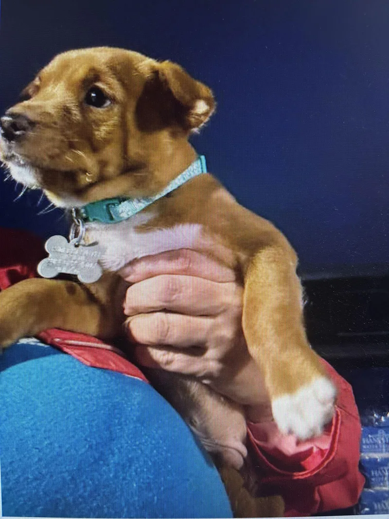 Johnny  Traitors Litter