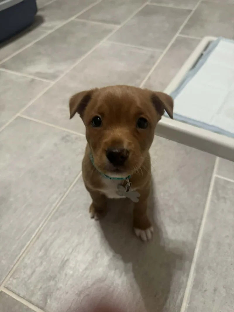 Johnny  Traitors Litter thumbnail 2