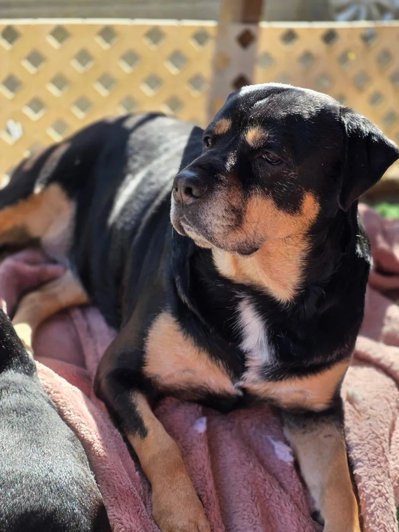 Lady Gabby thumbnail 2