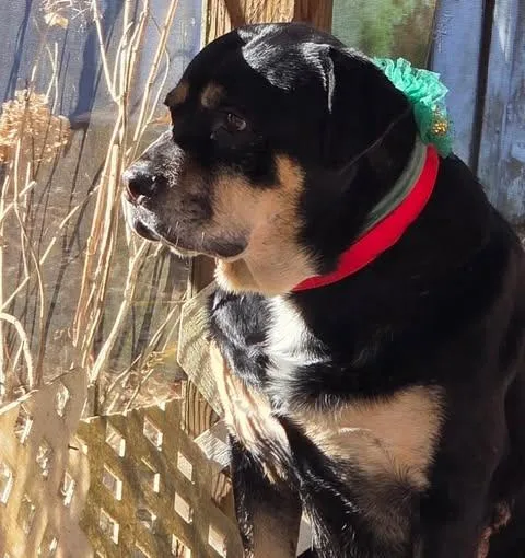 Lady Gabby thumbnail 3