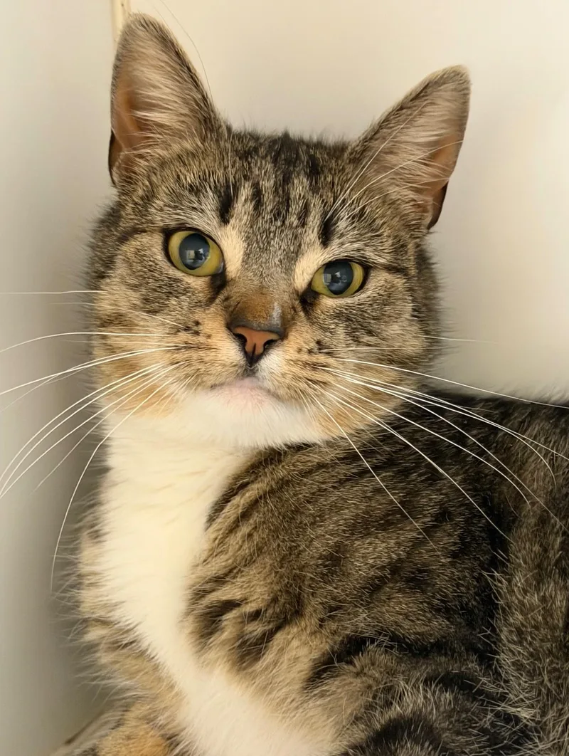 Georgette thumbnail 2