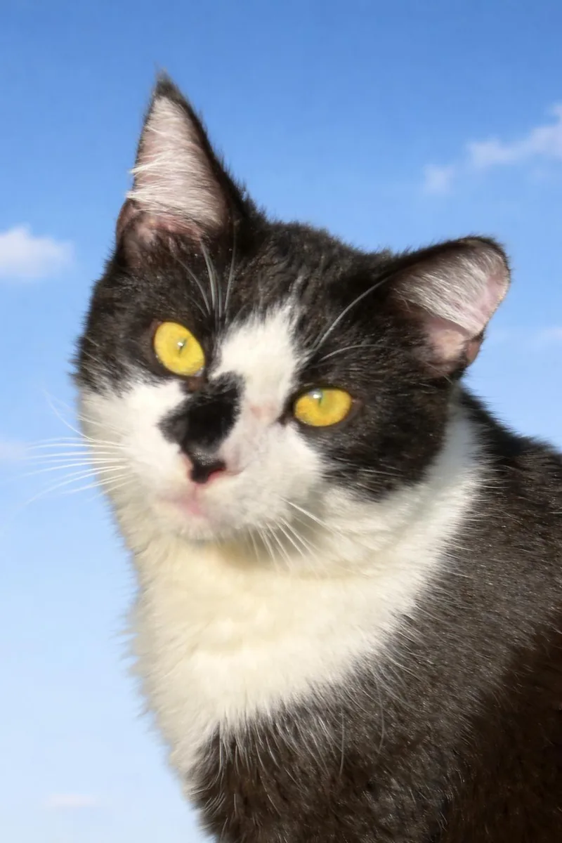 A young medium-sized male Domestic Short Hair cat named Spot for adoption in New Port Richey, FL