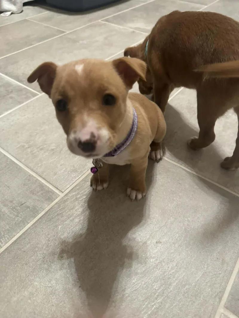 Tara  Traitors Litter