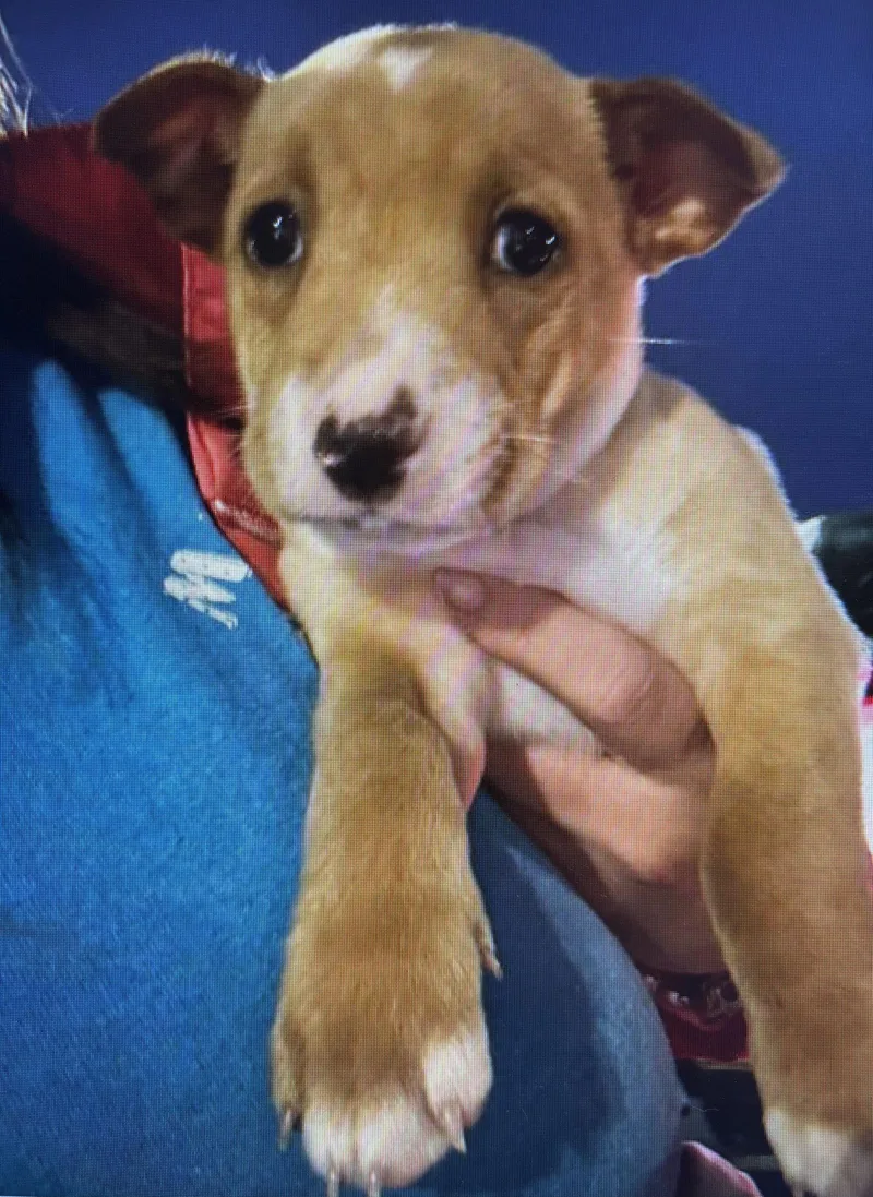 Tara  Traitors Litter thumbnail 2