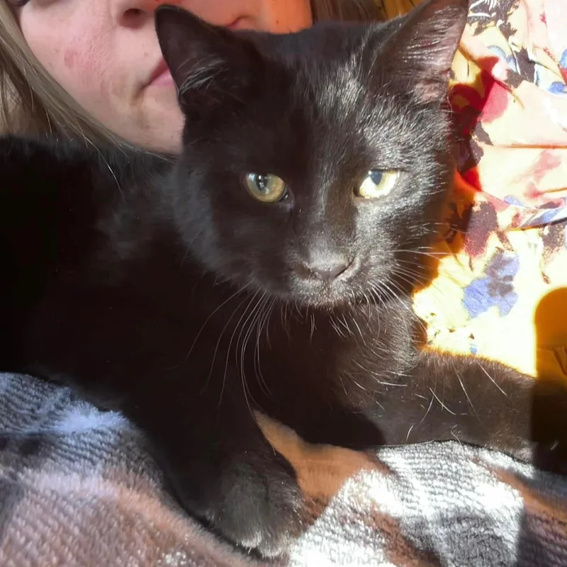 Slyvester And Felix thumbnail 2