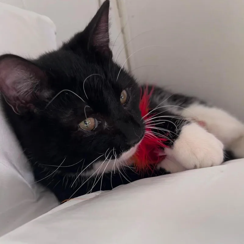 Slyvester And Felix thumbnail 3