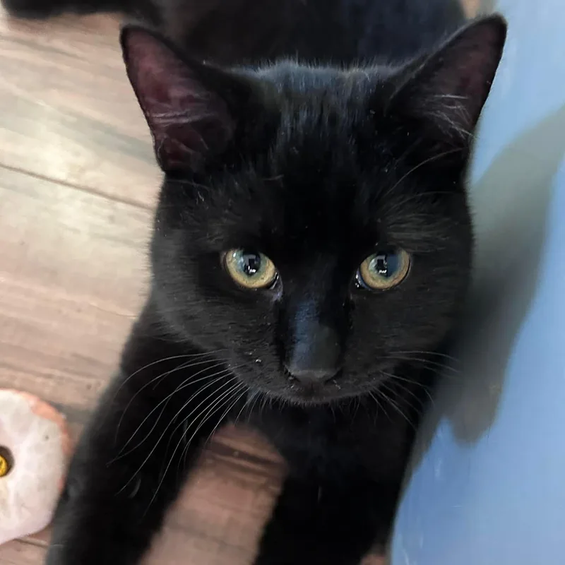 Slyvester And Felix thumbnail 4