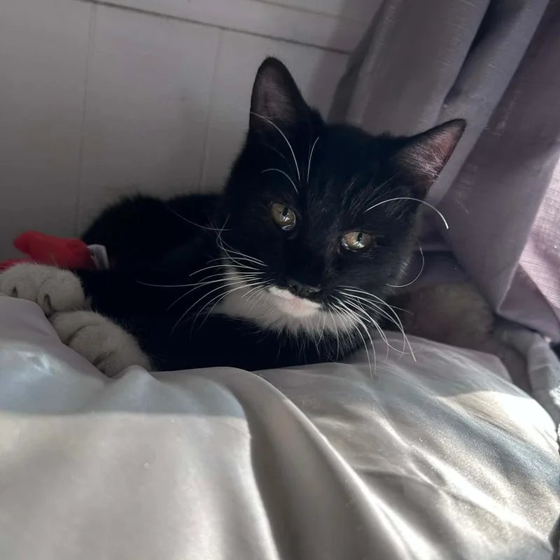 Slyvester And Felix thumbnail 5