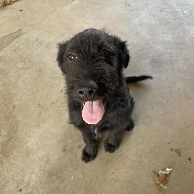 Maleficent thumbnail 2