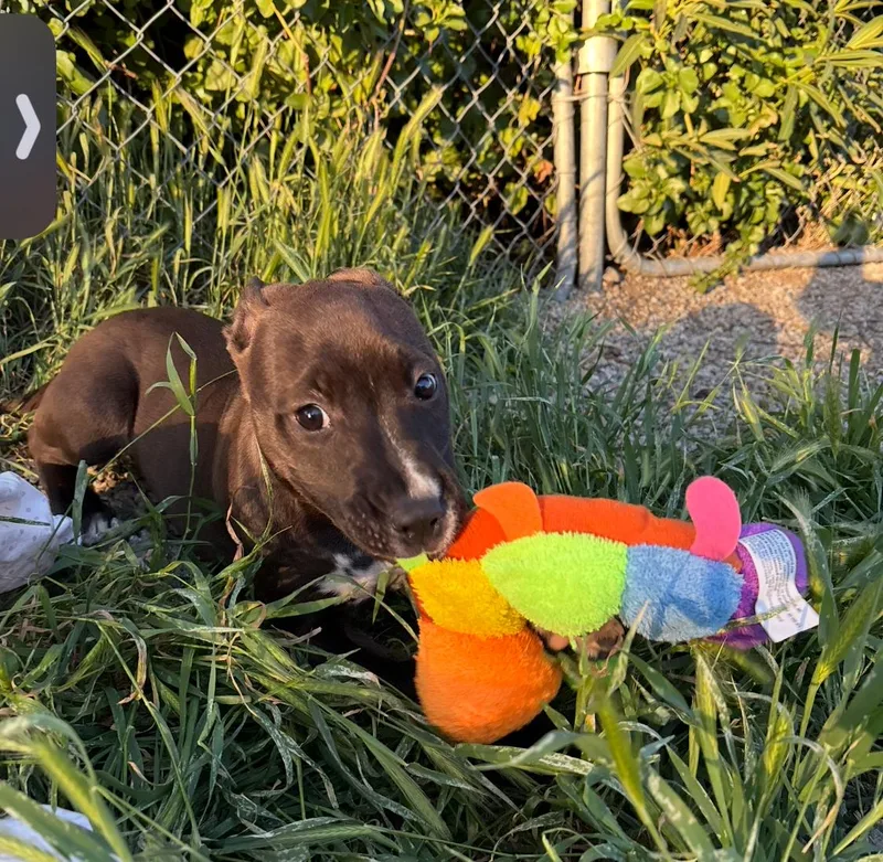 Lolly  Toffee  thumbnail 2