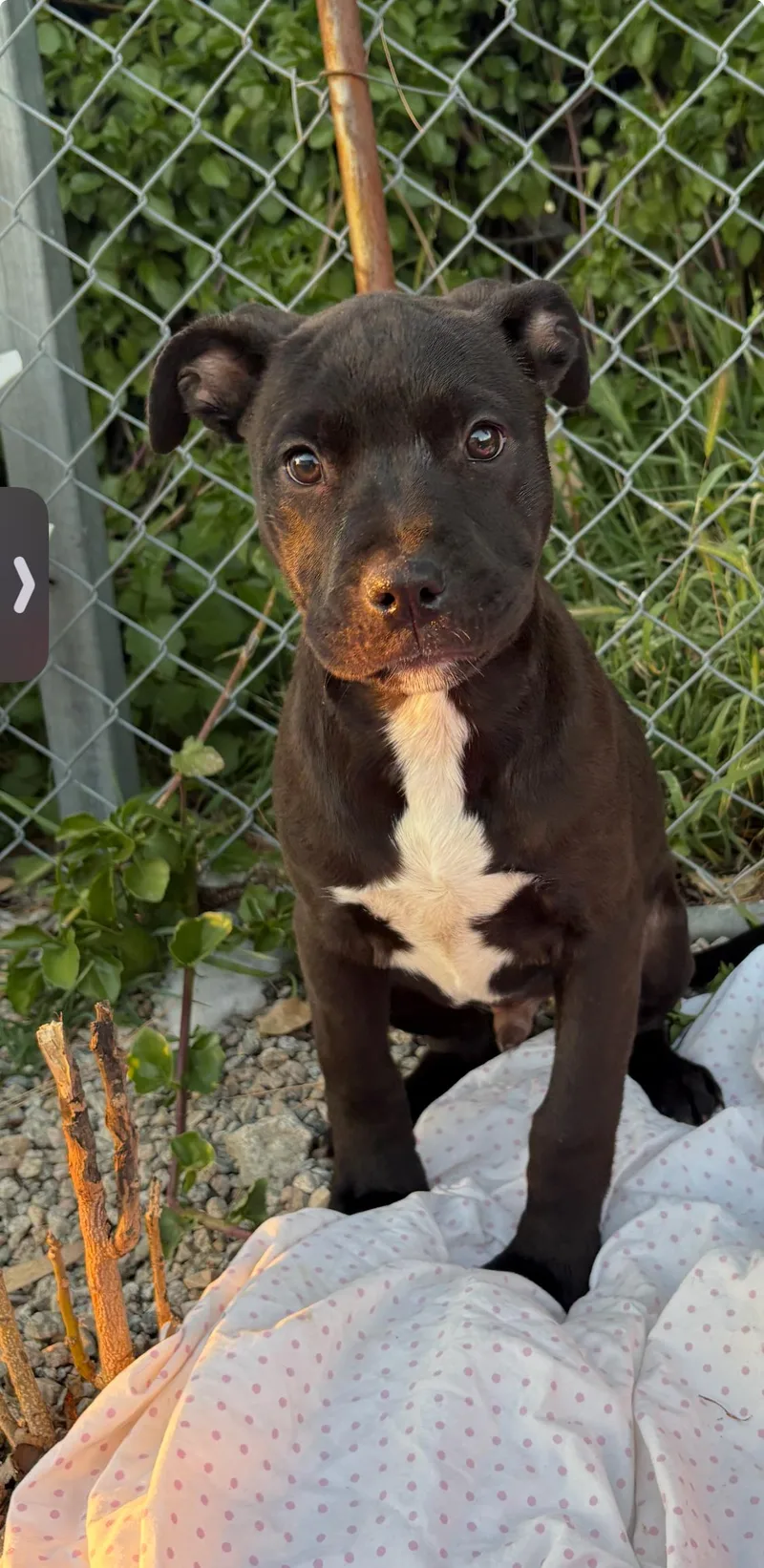 Lolly  Toffee  thumbnail 3