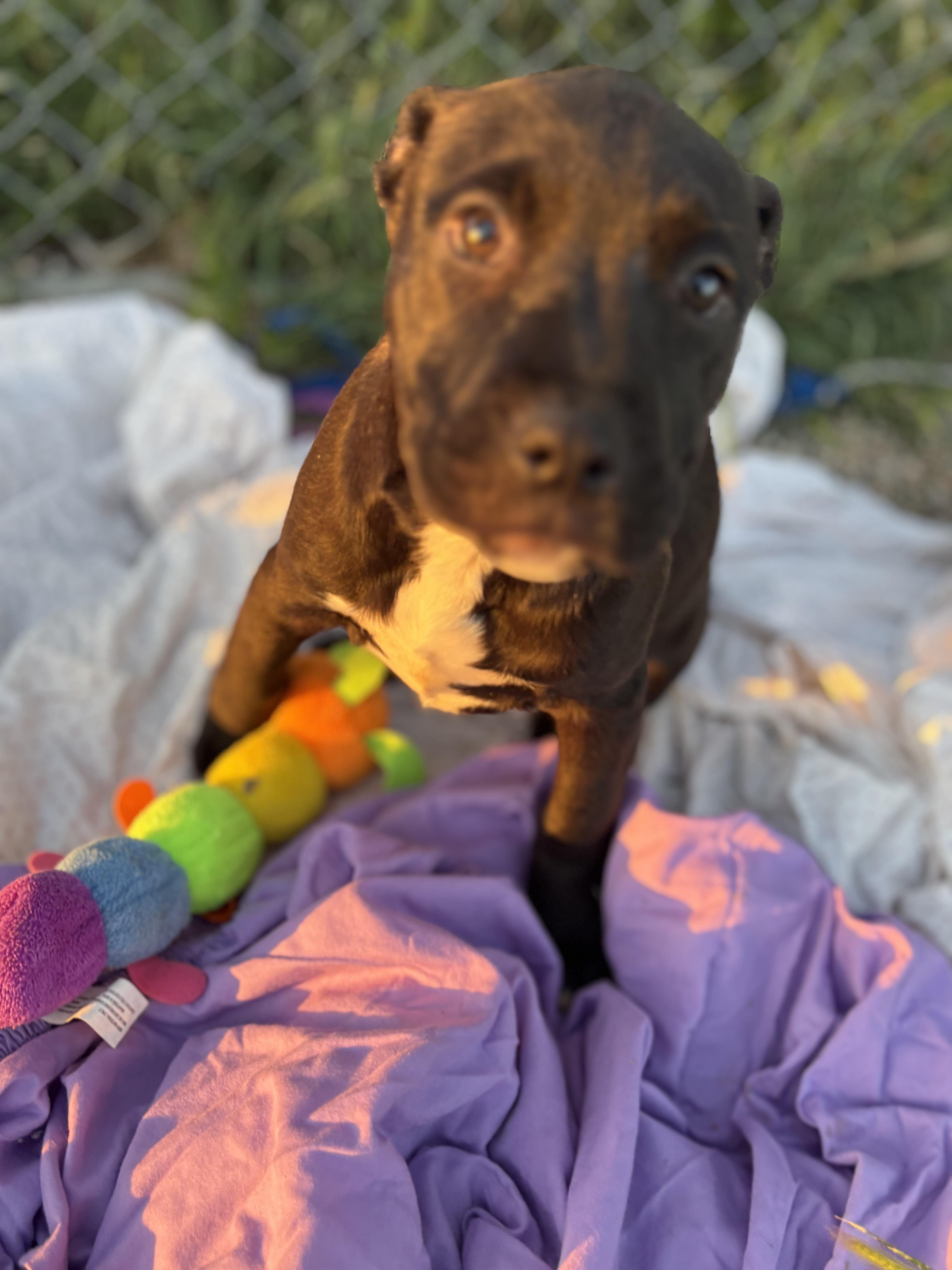 Lolly  Toffee  thumbnail 4