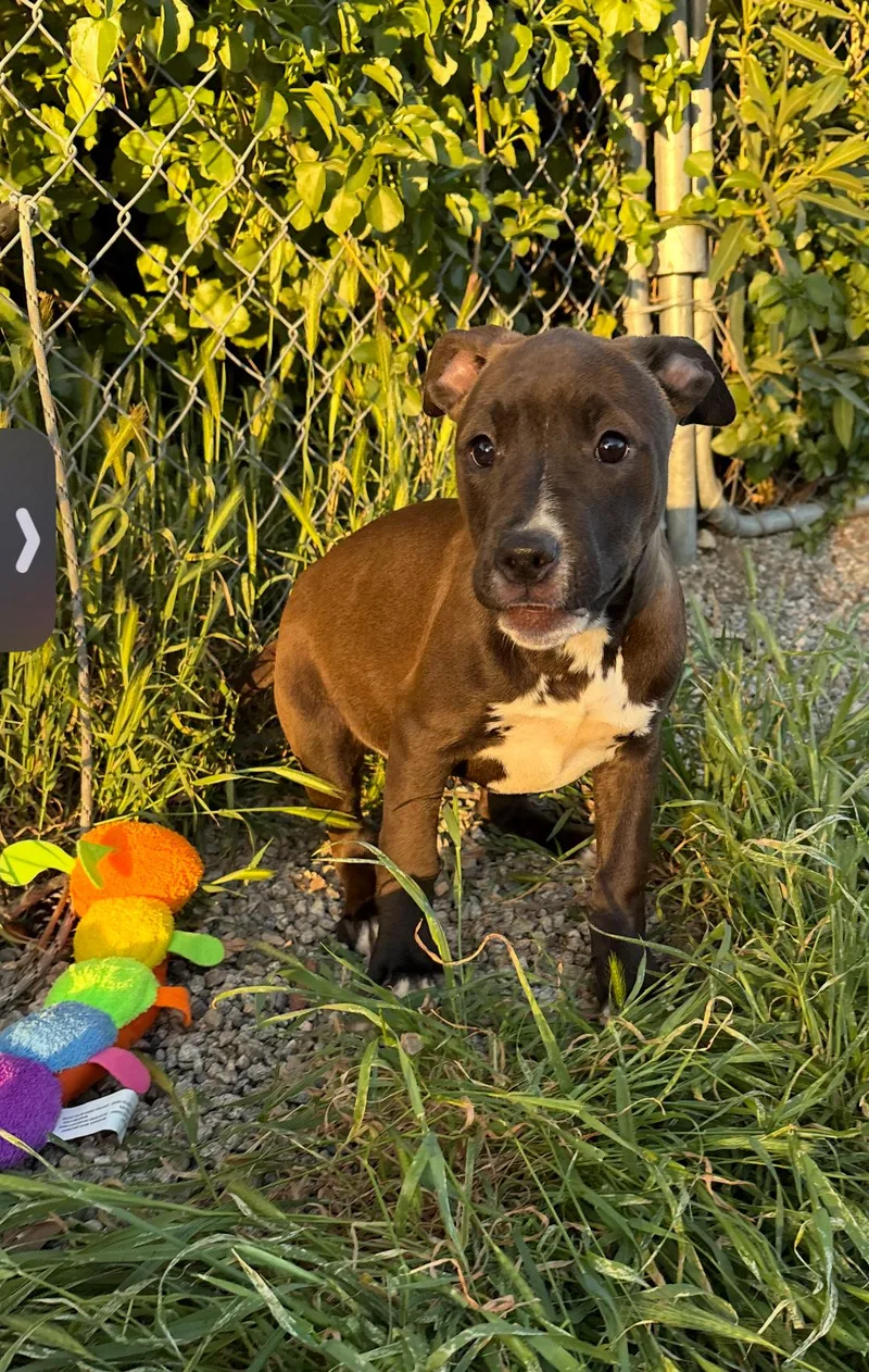 Lolly  Toffee  thumbnail 5