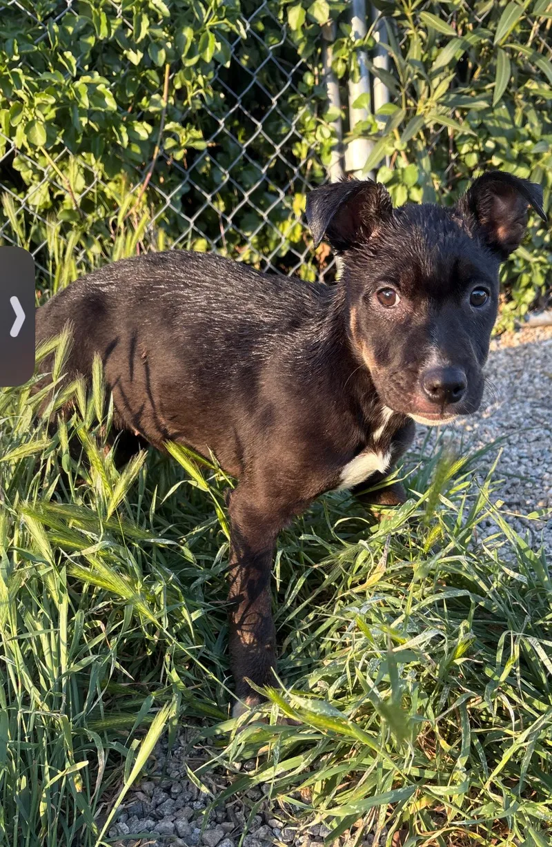 Lolly  Toffee  thumbnail 6