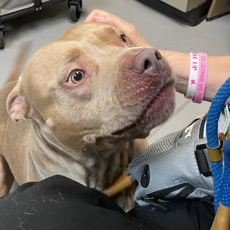 Macaroni thumbnail 2