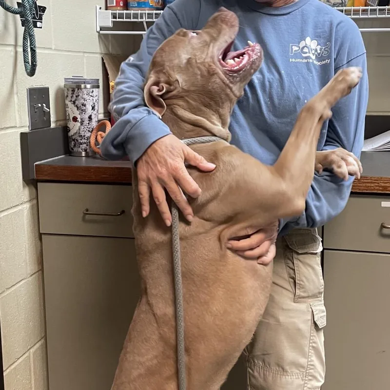 Macaroni thumbnail 3