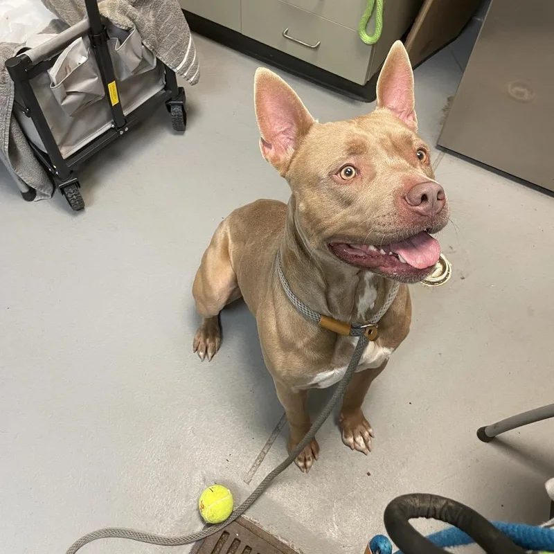 Macaroni thumbnail 4