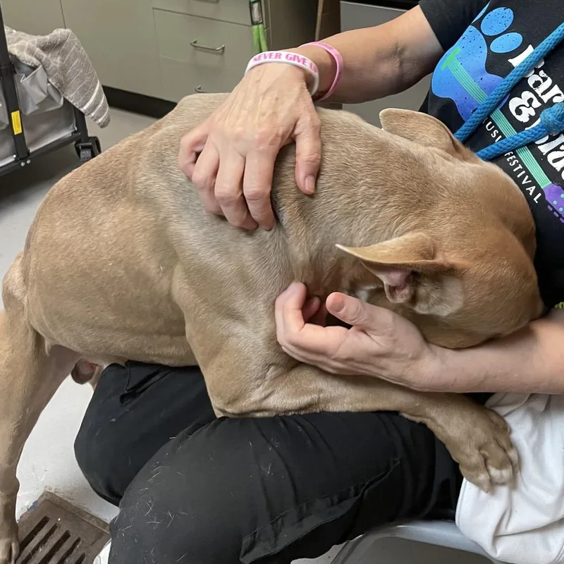 Macaroni thumbnail 5