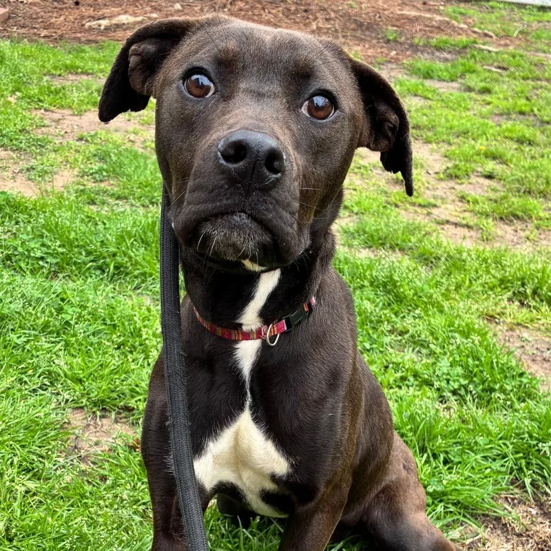 Nita Strauss thumbnail 6