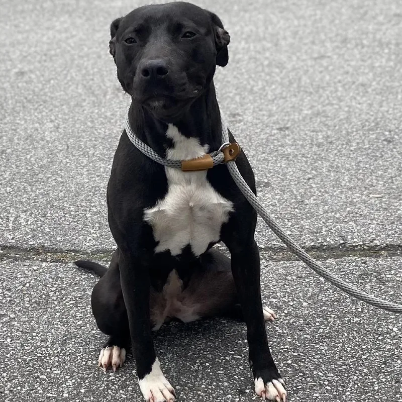 Orange Juice thumbnail 2