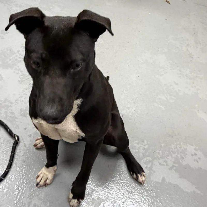 Orange Juice thumbnail 3