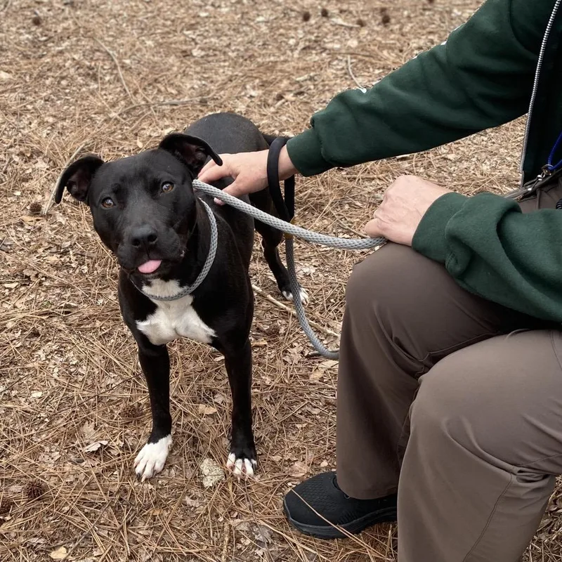 Orange Juice thumbnail 4