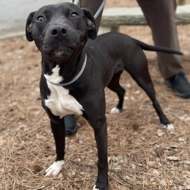 Orange Juice thumbnail 5