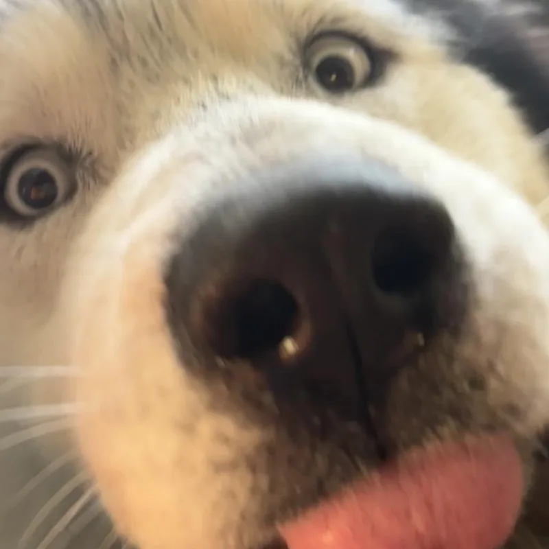 Joshuamochi A thumbnail 2