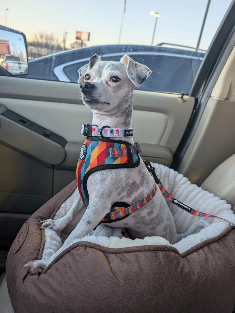 Khloe   Pounds thumbnail 3