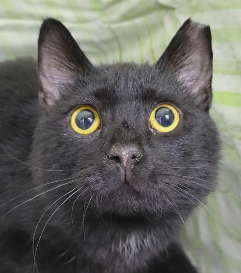 Paper Clip At Montrose