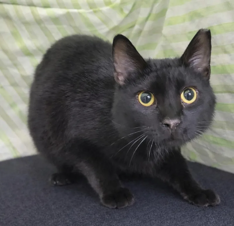 Paper Clip At Montrose thumbnail 2