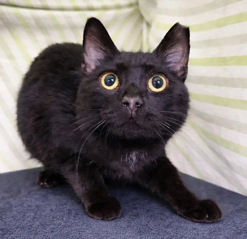 Paper Clip At Montrose thumbnail 3