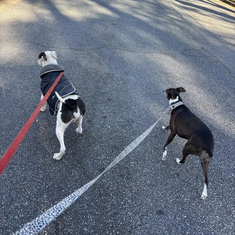 Traveler thumbnail 2