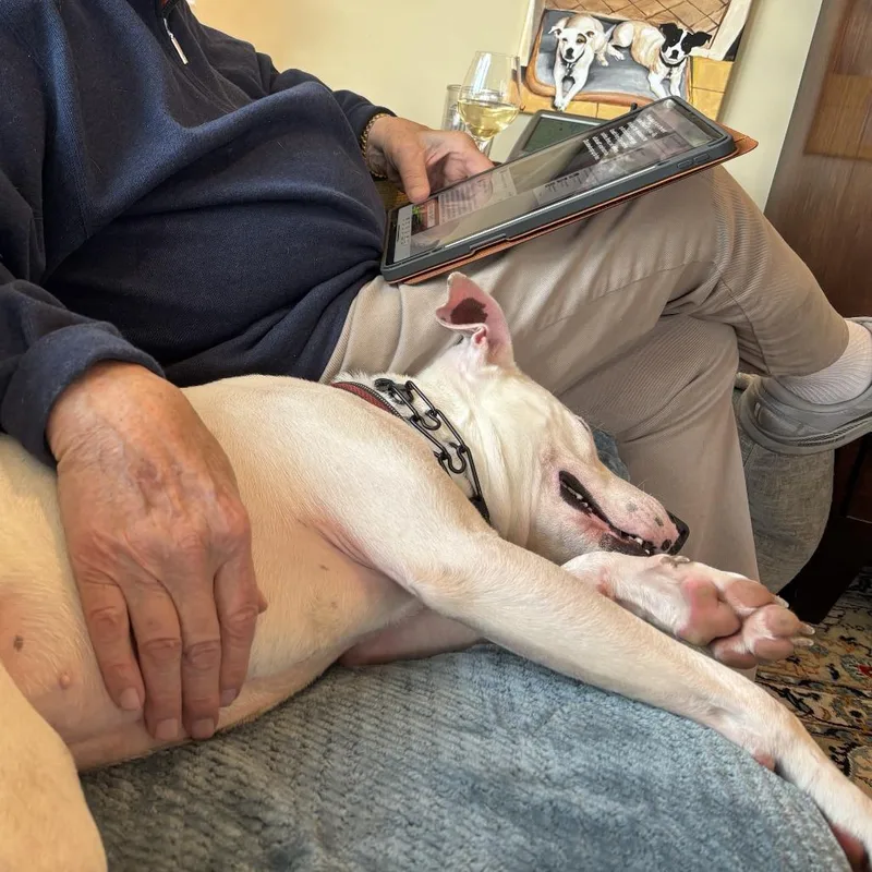 Traveler thumbnail 4