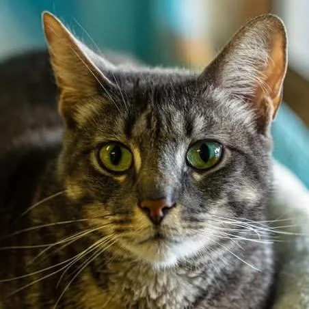 King Ghidorah thumbnail 2