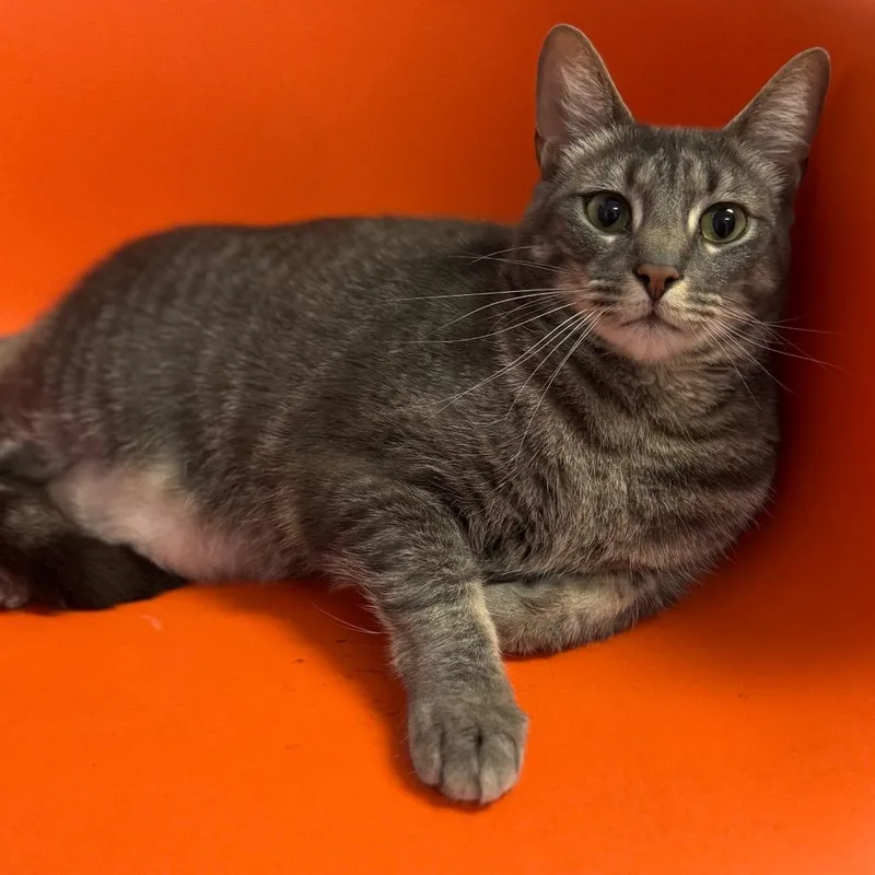 King Ghidorah thumbnail 5