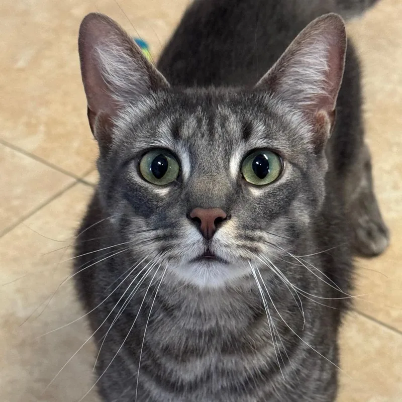 King Ghidorah thumbnail 6