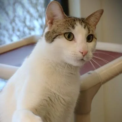 An adult extra large-sized male Domestic Short Hair cat named Thomas for adoption in Rochester, MN
