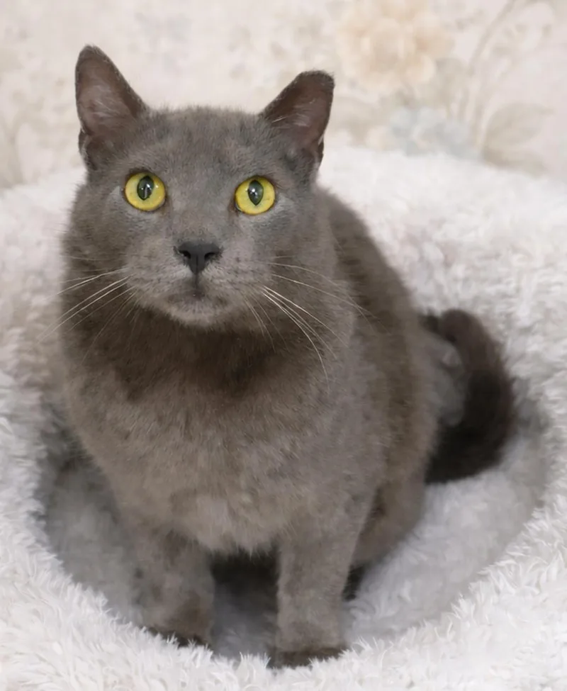 Thumbtack @ Medina Petsmart thumbnail 2