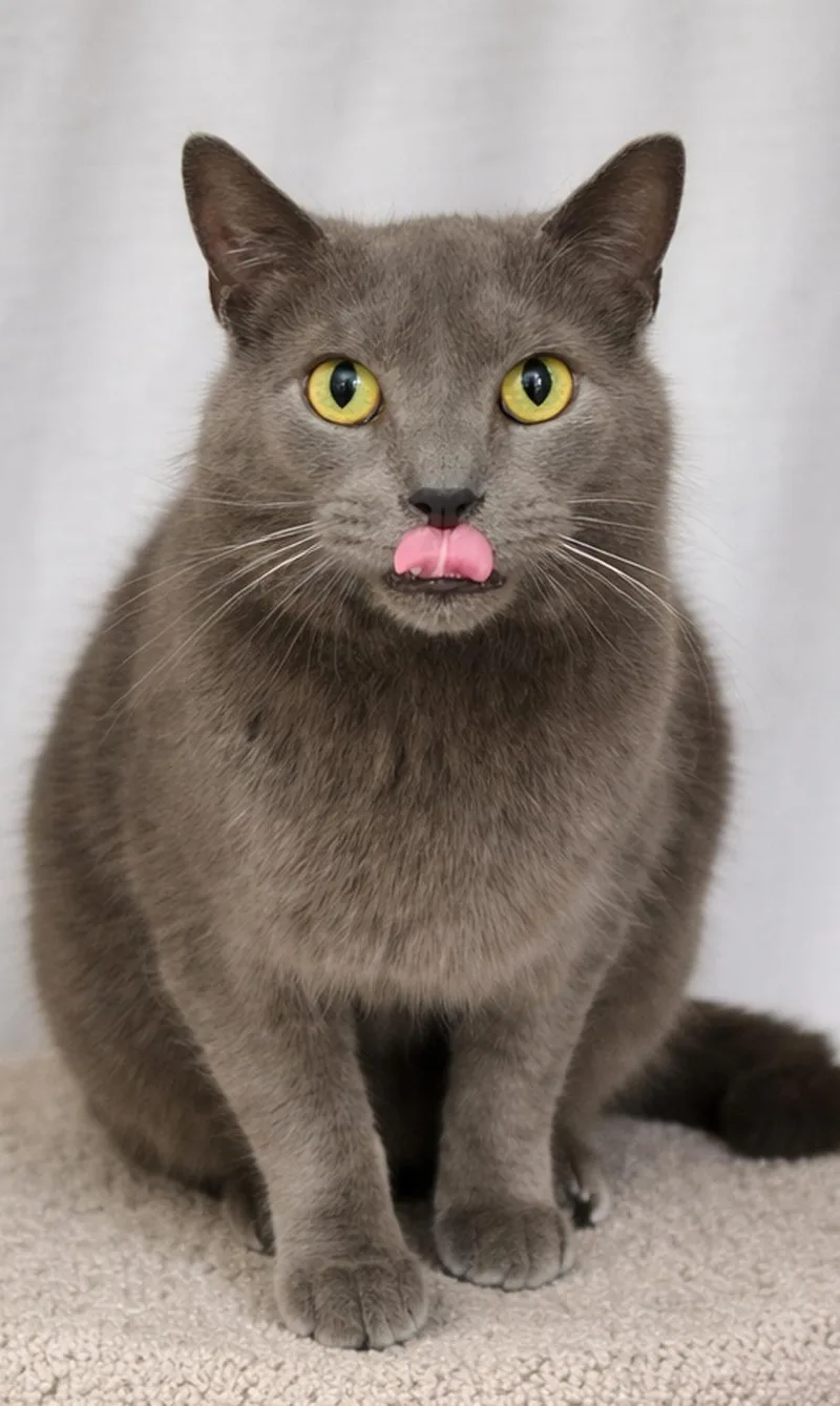 Thumbtack @ Medina Petsmart thumbnail 3