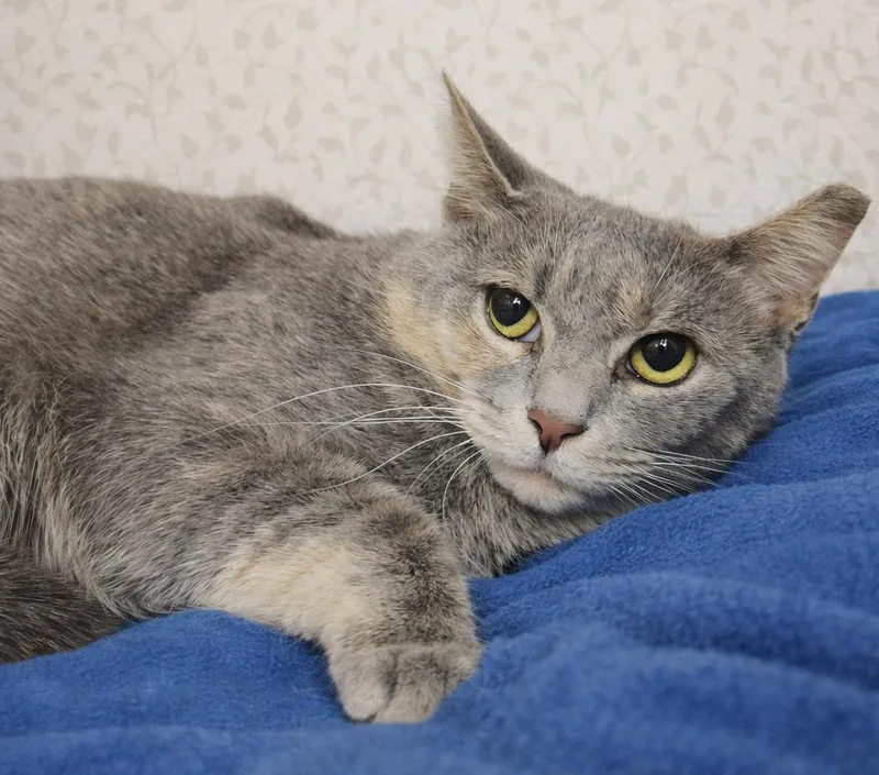 Pipette At Montrose Petsmart! thumbnail 2