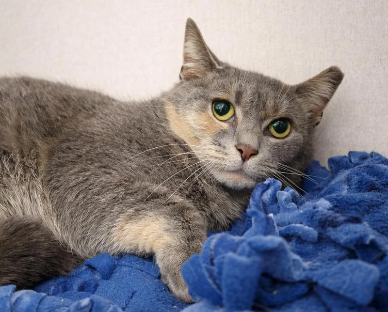 Pipette At Montrose Petsmart! thumbnail 3