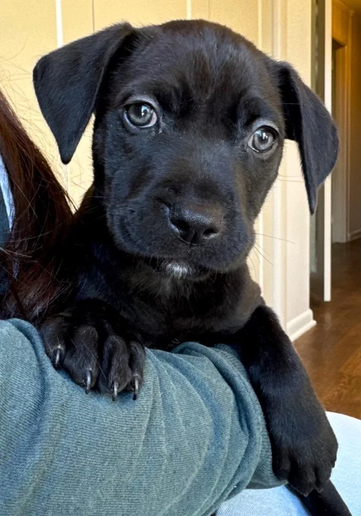 Biscotti  Local thumbnail 2