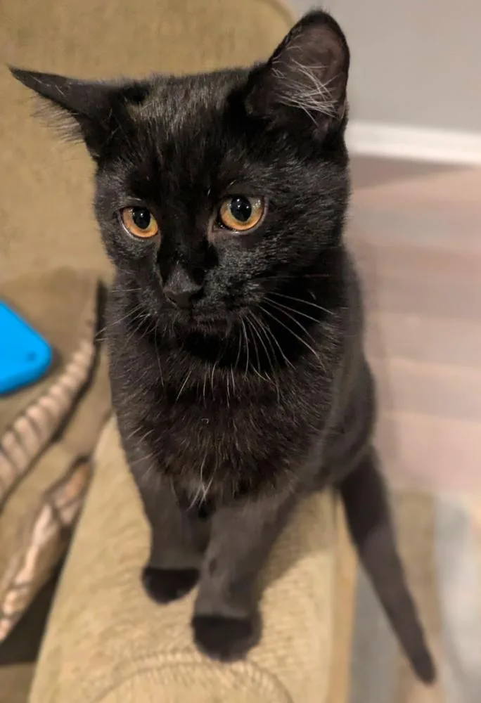 Hallowqueen thumbnail 2