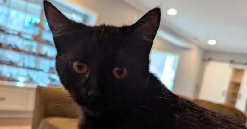 Hallowqueen thumbnail 3