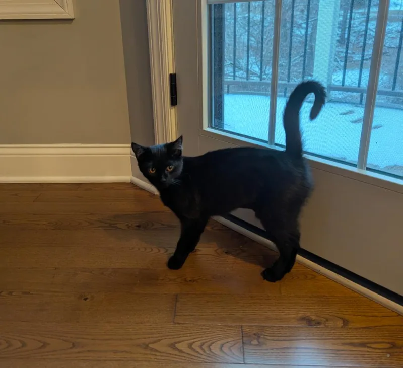 Hallowqueen thumbnail 4