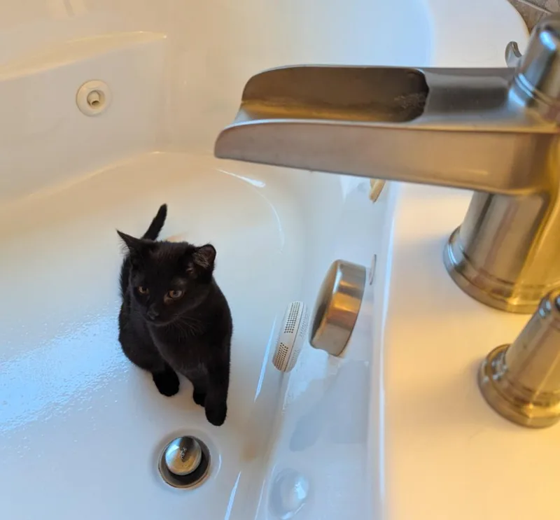 Hallowqueen thumbnail 5