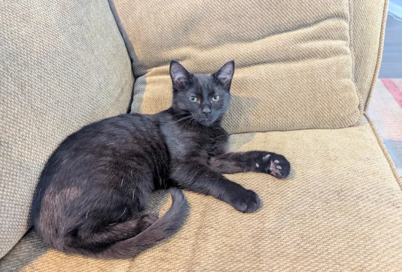 Hallowqueen thumbnail 6