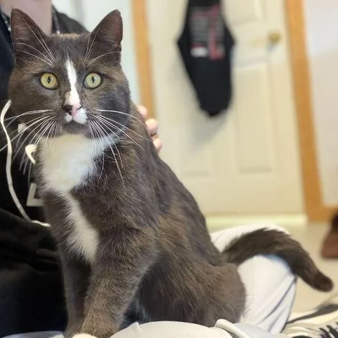 Earl Grey thumbnail 2