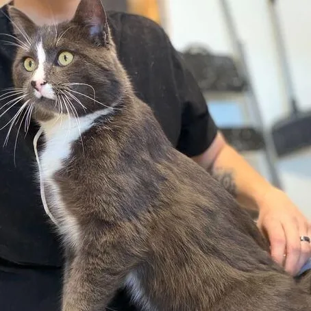 Earl Grey thumbnail 3